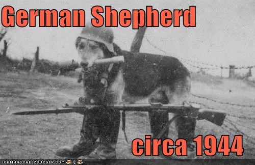 German Shepherd