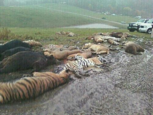 Follow Up of the Day: Sad End For Zanesville's Wild Animals