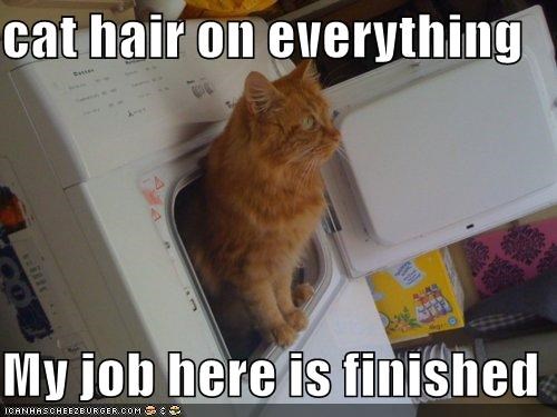 cat hair on everything