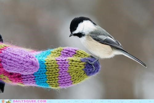 Chickadee Winter Day