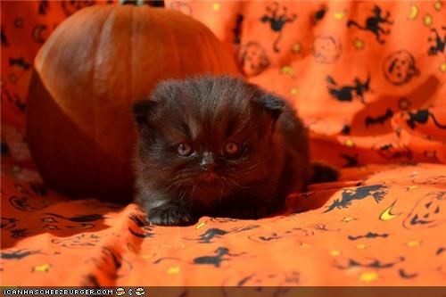 Meowloween Kitteh of teh Day: Ai Iz Nawt Bad Luk, Iz Ai?