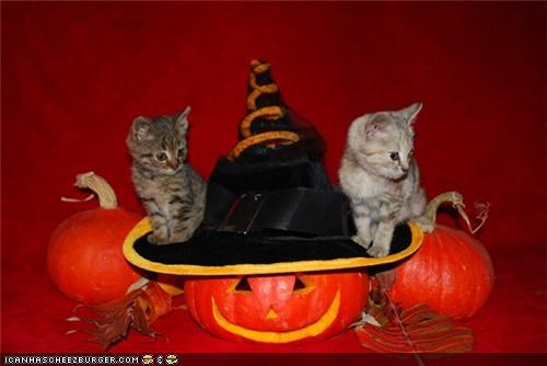 Meowloween Kittehs of teh Day: And the Winners of This Year's Pumpkin Carving Contest Are...
