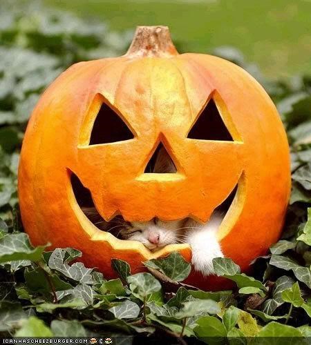 Meowloween Kitteh of teh Day: HALP!  Teh Jak-O-Lantern Has Eeted Meh!