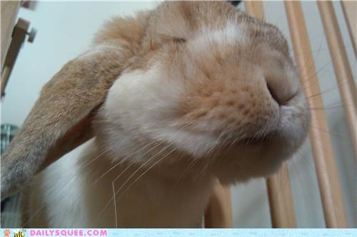 Little Bunny Mouth