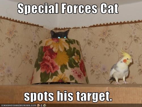 Special Forces Cat  spots his target.