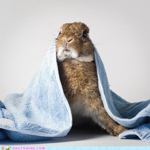 Acting Like Animals: What Was That Noise?