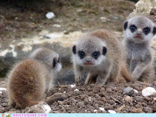 Meerly Adorable