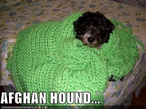 AFGHAN HOUND...