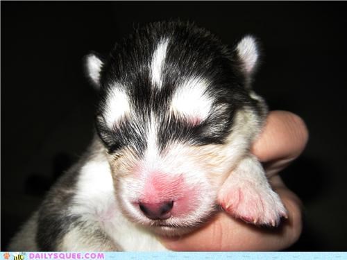3 day old Alaskan Malamute Puppy