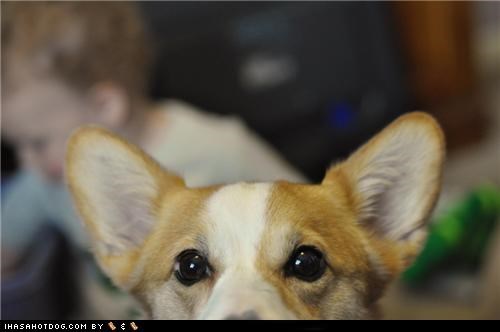 Goggie ob teh Week: Peekin'