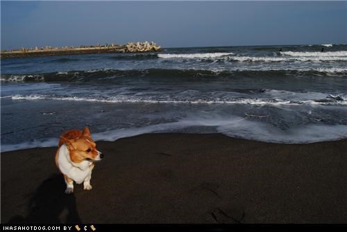 Goggie ob teh Week: At The Beach!