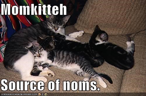 Momkitteh  Source of noms.