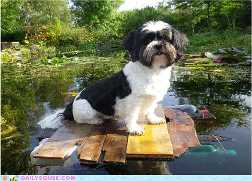 Sailor puppy