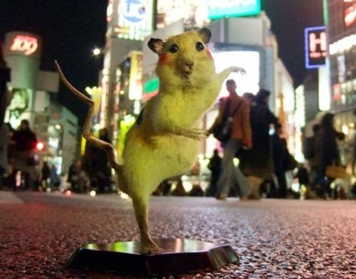 Taxidermied Pikachu of the Day