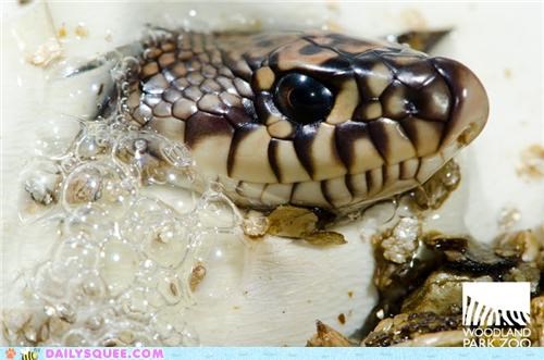 Creepicute: Louisiana Pine Snake Baby