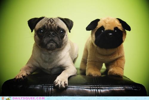 Acting Like Animals: The Sincerest Form of Flattery