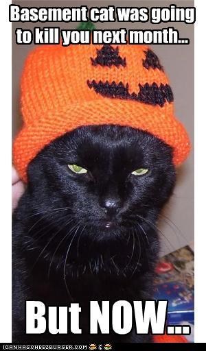 The Meowloween Festivities Continue