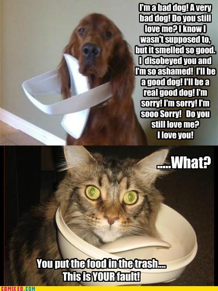 Caught in the act!  Dogs vs Cats