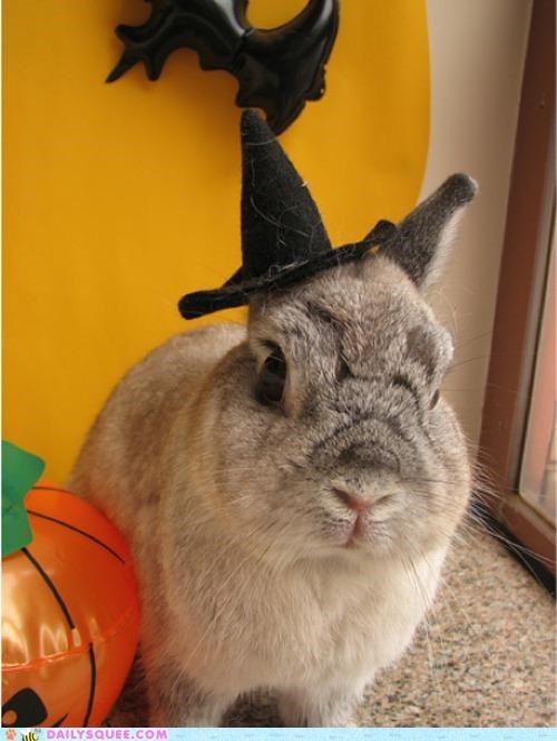 Happy Bunnoween!