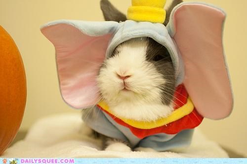 Acting Like Animals: Dumbunny
