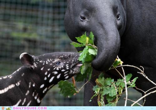 Tapir Tug o' War