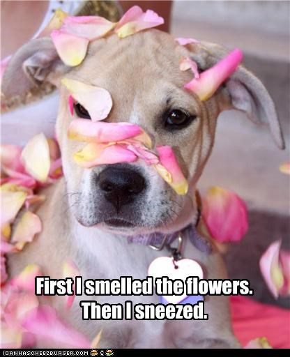 First I smelled the flowers.Then I sneezed.