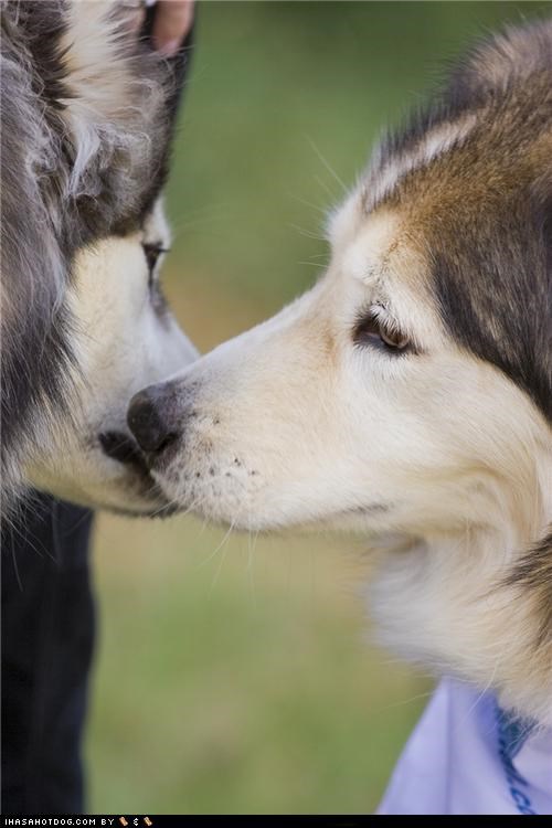 Goggie ob teh Week: Malamute Love