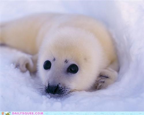 Squee Spree: Hark! A Harp Seal!