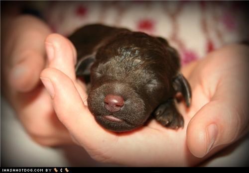 Cyoot Puppeh ob teh Day: Lyfe iz Preshush