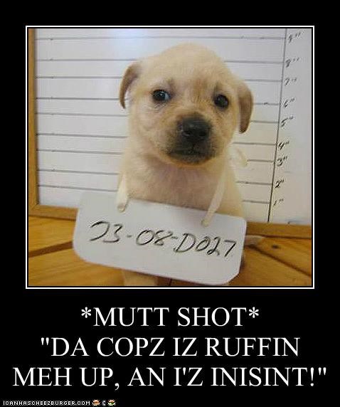 *MUTT SHOT*