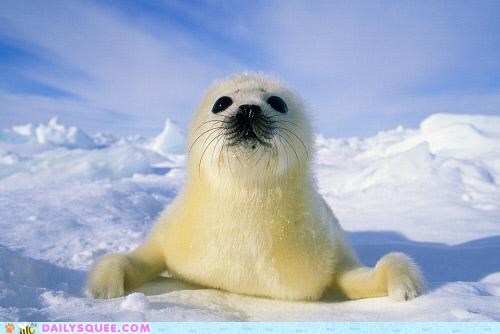 Squee Spree: Newborn Harp Seal Pup