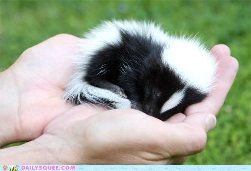 Not Stinky, Just Squee