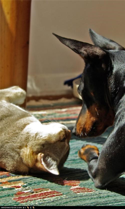 Kittehs R Owr Friends: Touching Noses