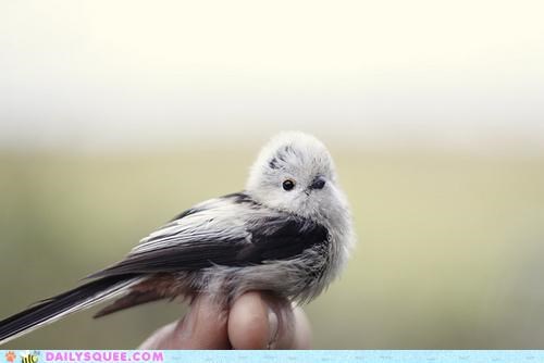 Whatsit Wednesday: Pretty Bird
