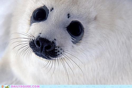 Squee Spree: Story of the Eyes