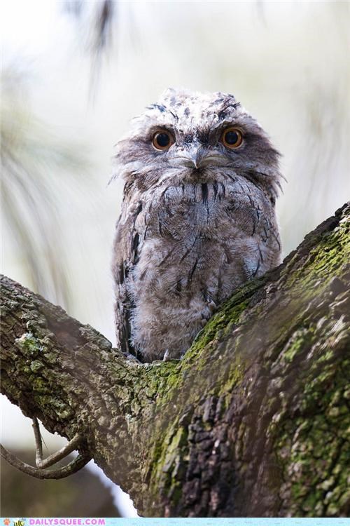 Creepicute: Tawny Frogmouth Chick