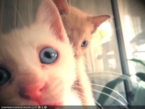 Cyoot Kittehs of teh Day: Ai Bomz Ur Photoz!