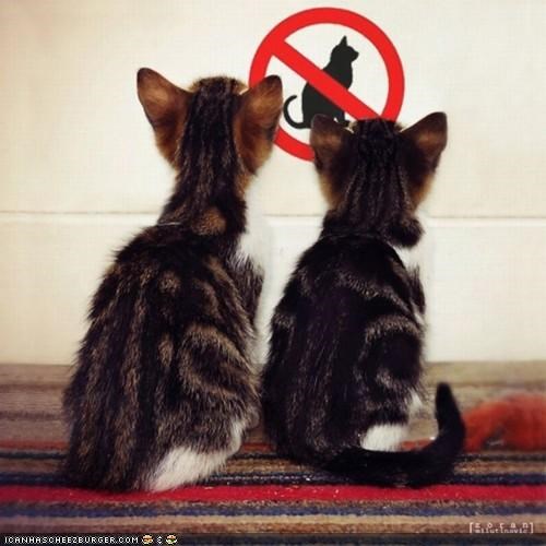 Cyoot Kittehs of teh Day: Discrimination!