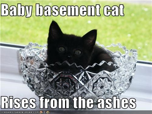 Baby basement cat