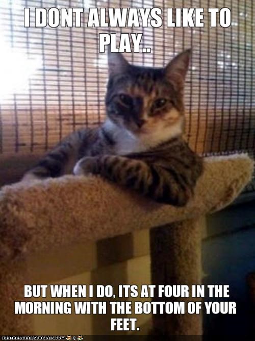 MemeCats: What Can I Say?  Ur Feets Amuse Me Greatly!
