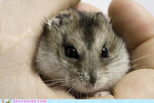 Handheld Hamster Squee, Mk. II
