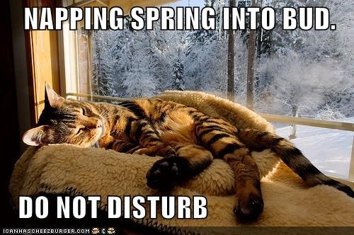 NAPPING SPRING INTO BUD.     DO NOT DISTURB