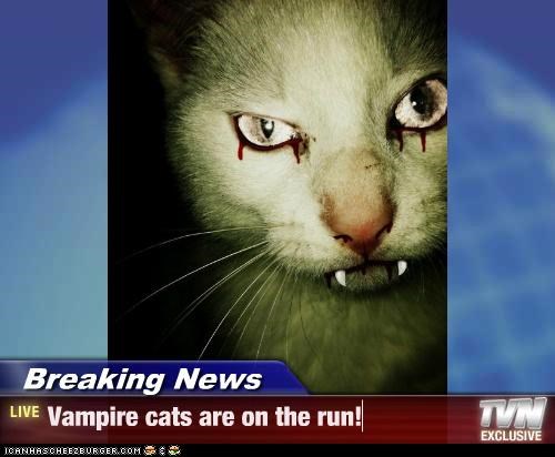 Breaking News - Vampire cats are on the run!