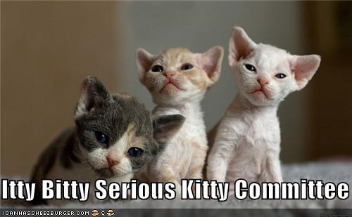 Itty Bitty Serious Kitty Committee