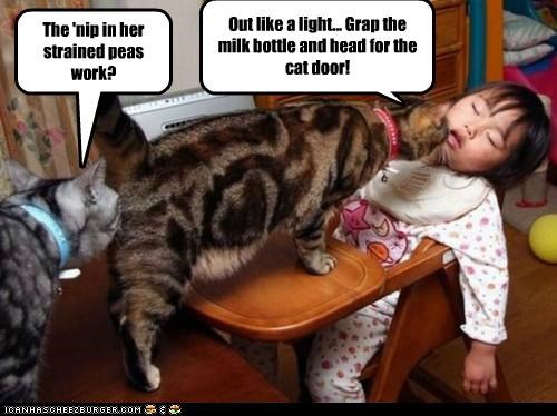 Cats are bigger enablers than we thought!