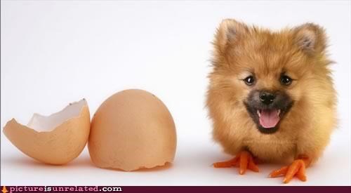 Pom Chick