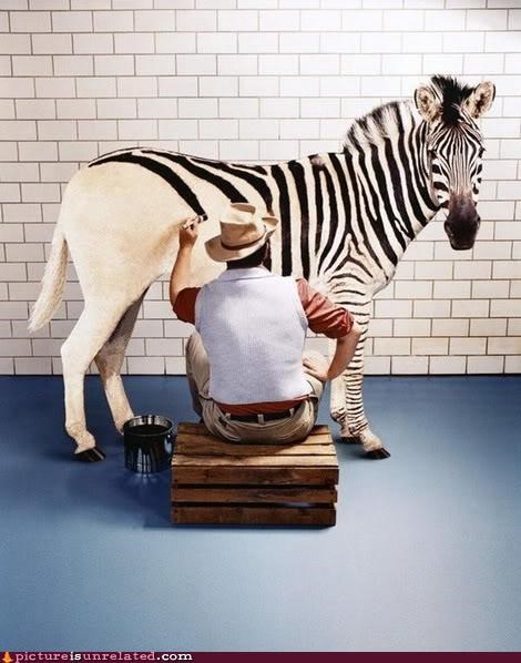 The Truth About Zebras