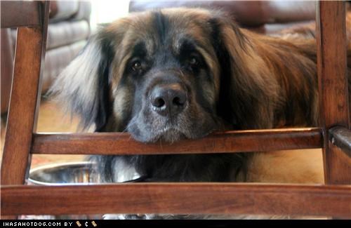 Goggie ob teh Week: Plz, to Fill Food Dish?