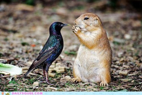 Interspecies Love: Interspecies Staring Contest