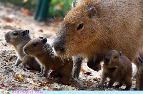 The Whole Capybara Caboodle